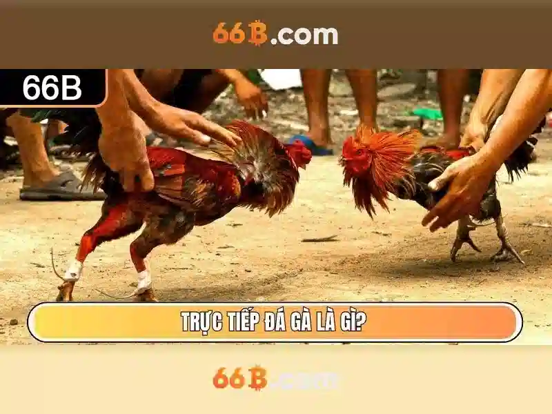 66B: Hiểu biết và ứng dụng của một mô hình ngôn ngữ 66 tỷ tham số